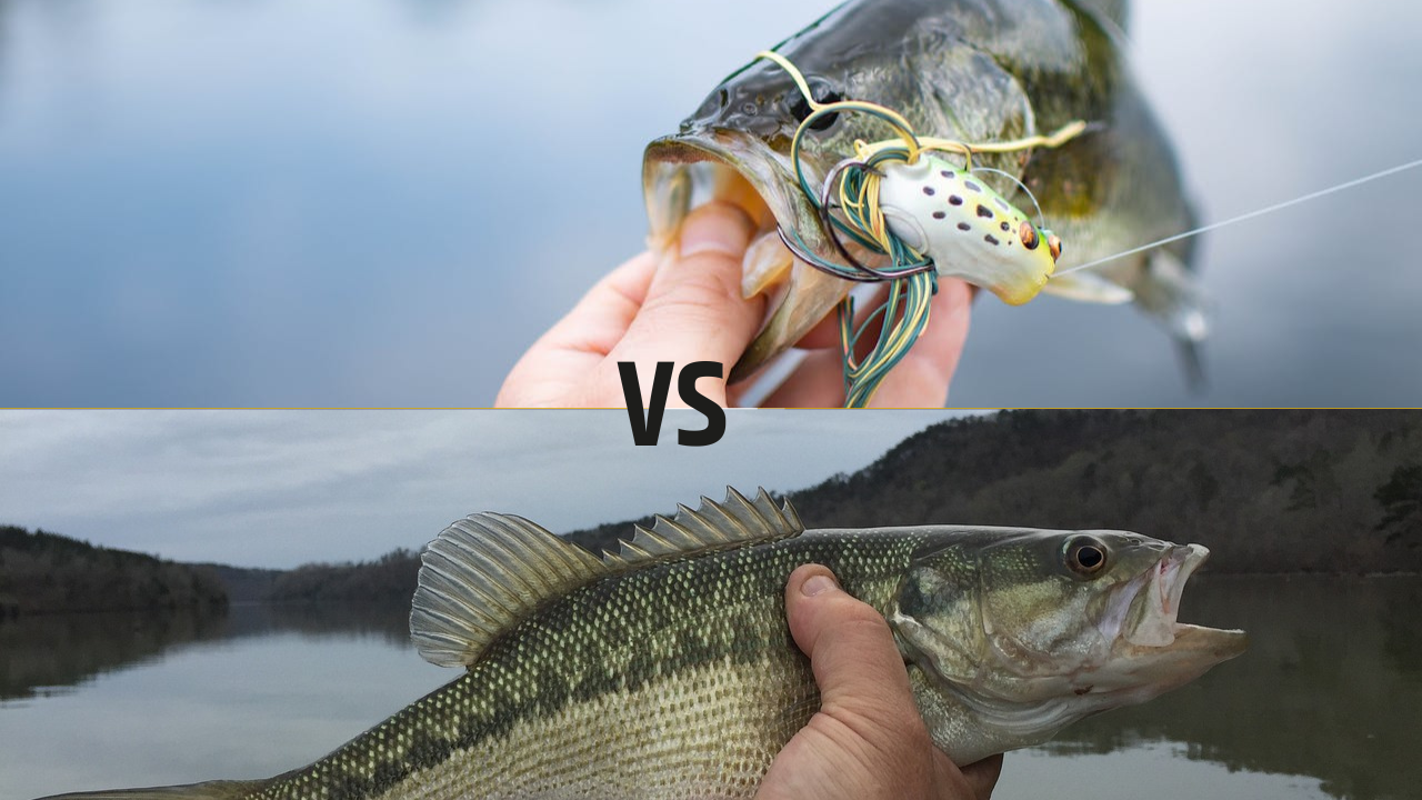 Read more about the article Largemouth Bass vs. Spotted Bass: A Comprehensive Comparison 2024